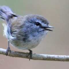 Gerygone mouki (Brown Gerygone) at Undefined - 26 Jan 2017 by CharlesDove