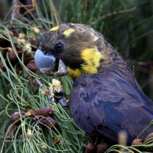 Calyptorhynchus lathami lathami at South Pacific Heathland Reserve - suppressed