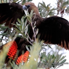 Calyptorhynchus lathami lathami at South Pacific Heathland Reserve - suppressed