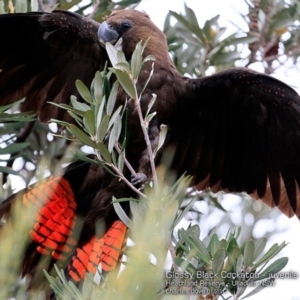 Calyptorhynchus lathami lathami at South Pacific Heathland Reserve - suppressed