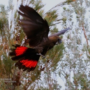 Calyptorhynchus lathami lathami at South Pacific Heathland Reserve - suppressed