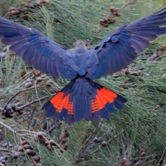 Calyptorhynchus lathami lathami at South Pacific Heathland Reserve - suppressed