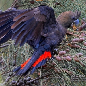 Calyptorhynchus lathami lathami at South Pacific Heathland Reserve - suppressed