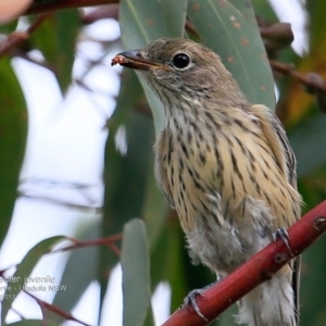 Pachycephala rufiventris at South Pacific Heathland Reserve - 25 Jan 2017 12:00 AM