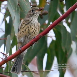 Pachycephala rufiventris at South Pacific Heathland Reserve - 25 Jan 2017 12:00 AM