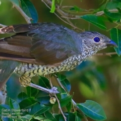 Ptilonorhynchus violaceus (Satin Bowerbird) at Burrill Lake Aboriginal Cave Walking Track - 24 Jan 2017 by Charles Dove