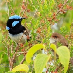 Malurus cyaneus (Superb Fairywren) at One Track For All - 23 Jan 2017 by Charles Dove