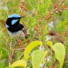 Malurus cyaneus (Superb Fairywren) at One Track For All - 24 Jan 2017 by CharlesDove