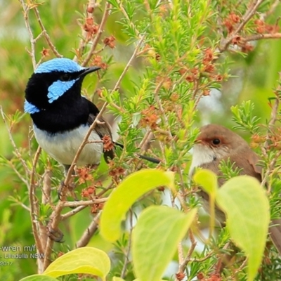 Malurus cyaneus (Superb Fairywren) at One Track For All - 23 Jan 2017 by Charles Dove