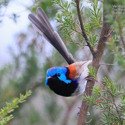Malurus lamberti (Variegated Fairywren) at One Track For All - 23 Jan 2017 by Charles Dove