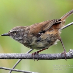 Sericornis frontalis (White-browed Scrubwren) at One Track For All - 24 Jan 2017 by CharlesDove