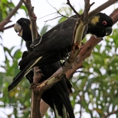 Zanda funerea (Yellow-tailed Black-Cockatoo) at South Pacific Heathland Reserve - 25 Jan 2017 by Charles Dove