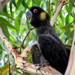 Zanda funerea at South Pacific Heathland Reserve - 25 Jan 2017 12:00 AM