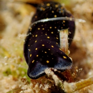 Mariaglaja tsurugensis at Merimbula, NSW - 26 Apr 2018