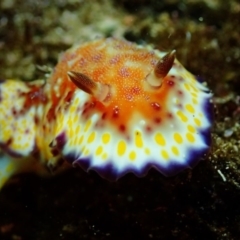 Goniobranchus collingwoodi at Bermagui, NSW - 28 Apr 2018 by JackBreedon