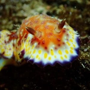 Goniobranchus collingwoodi at The Blue Pool, Bermagui - 28 Apr 2018