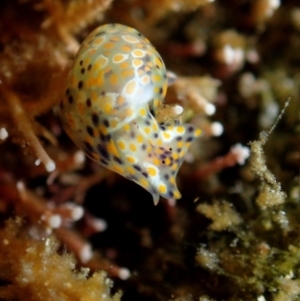 Haminoea ovalis at The Blue Pool, Bermagui - 28 Apr 2018 10:39 AM