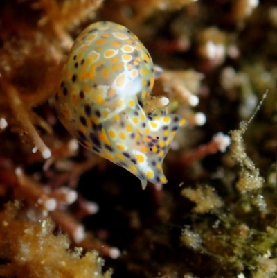 Haminoea ovalis at Bermagui, NSW - 28 Apr 2018 by JackBreedon