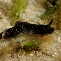 Gymnodoris cf. nigricolor at Merimbula, NSW - 25 Apr 2018 by JackBreedon