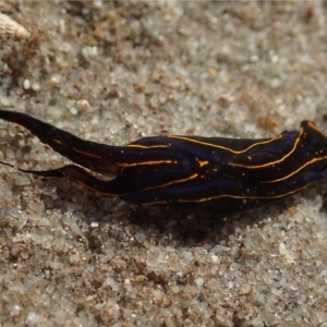 Chelidonura hirundinina at Merimbula, NSW - 25 Apr 2018 11:15 AM
