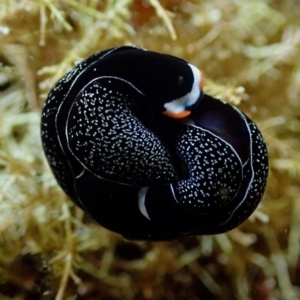 Mariaglaja inornata at The Blue Pool, Bermagui - 28 Apr 2018