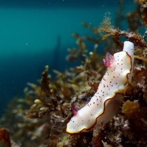 Goniobranchus daphne at Narooma, NSW - 28 Apr 2018