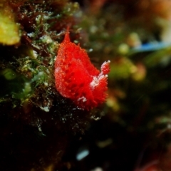 Madrella sanguinea (Madrella sanguinea) at Merimbula, NSW - 26 Apr 2018 by JackBreedon