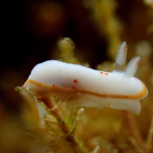 Verconia haliclona at The Blue Pool, Bermagui - 28 Apr 2018