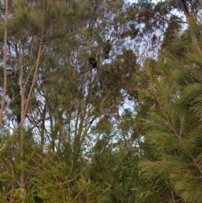 Calyptorhynchus lathami lathami (Glossy Black-Cockatoo) at Undefined - 24 May 2018 by Clear