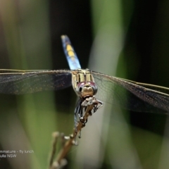 Orthetrum caledonicum (Blue Skimmer) at Dolphin Point, NSW - 11 Jan 2017 by Charles Dove