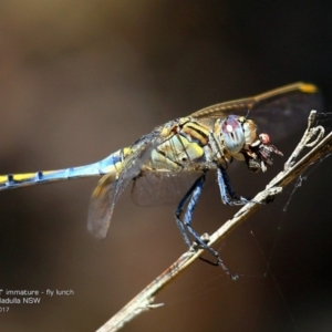 Orthetrum caledonicum at Dolphin Point, NSW - 12 Jan 2017 12:00 AM