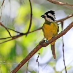 Falcunculus frontatus (Eastern Shrike-tit) at Burrill Lake Aboriginal Cave Walking Track - 11 Jan 2017 by Charles Dove