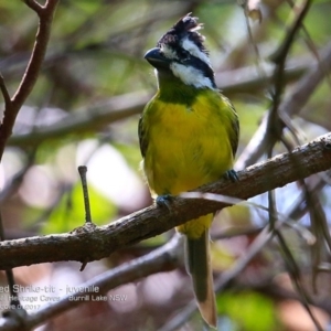 Falcunculus frontatus at Burrill Lake Aboriginal Cave Walking Track - 12 Jan 2017 12:00 AM