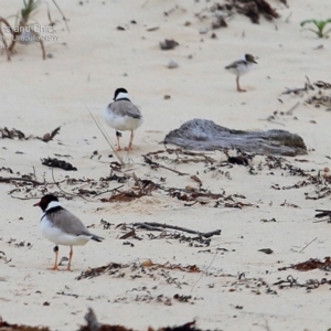 Charadrius rubricollis at suppressed - suppressed