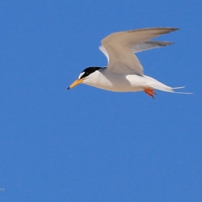 Sternula albifrons (Little Tern) at Undefined - 9 Jan 2017 by Charles Dove