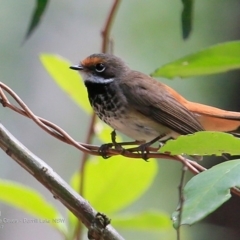 Rhipidura rufifrons (Rufous Fantail) at Burrill Lake Aboriginal Cave Walking Track - 10 Jan 2017 by Charles Dove