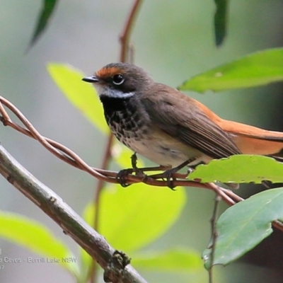 Rhipidura rufifrons (Rufous Fantail) at Burrill Lake Aboriginal Cave Walking Track - 11 Jan 2017 by CharlesDove