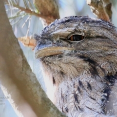 Podargus strigoides (Tawny Frogmouth) at Conjola Lake Walking Track - 11 Jan 2017 by Charles Dove