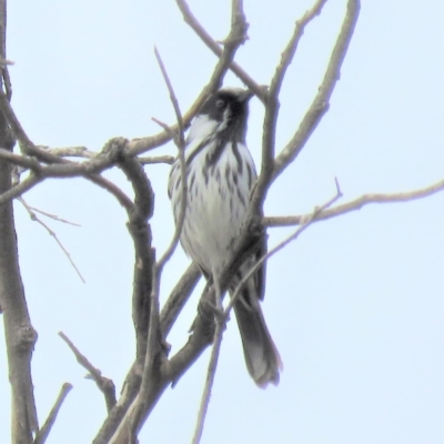 Phylidonyris niger X novaehollandiae (Hybrid) (White-cheeked X New Holland Honeyeater (Hybrid)) at Fyshwick, ACT - 4 Jun 2018 by KumikoCallaway