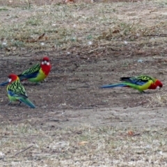 Platycercus eximius at Macarthur, ACT - 4 Jun 2018