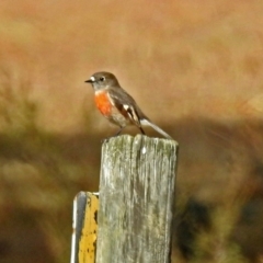 Petroica boodang (Scarlet Robin) at Paddys River, ACT - 4 Jun 2018 by RodDeb