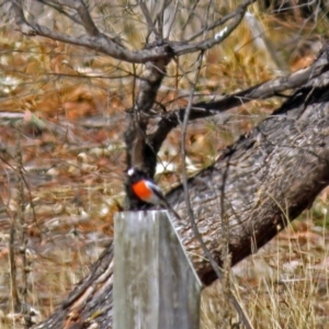 Petroica boodang at Paddys River, ACT - 4 Jun 2018 12:36 PM