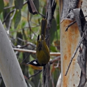 Nesoptilotis leucotis at Paddys River, ACT - 4 Jun 2018