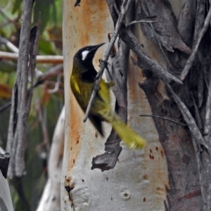 Nesoptilotis leucotis at Paddys River, ACT - 4 Jun 2018 01:11 PM