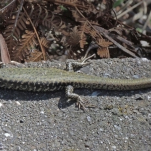 Eulamprus heatwolei at Paddys River, ACT - 28 Nov 2017