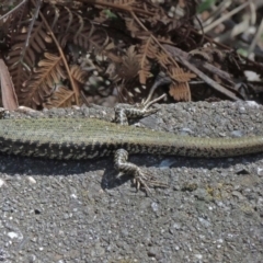 Eulamprus heatwolei (Yellow-bellied Water Skink) at Paddys River, ACT - 28 Nov 2017 by Philip