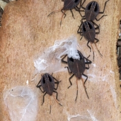 Poecilometis sp. (genus) (A Gum Tree Shield Bug) at Lake Burley Griffin West - 4 Jun 2018 by jbromilow50