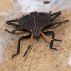 Poecilometis sp. (genus) at Acton, ACT - 4 Jun 2018 01:41 PM