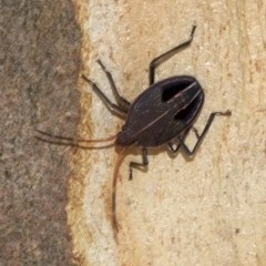 Poecilometis sp. (genus) at Acton, ACT - 4 Jun 2018