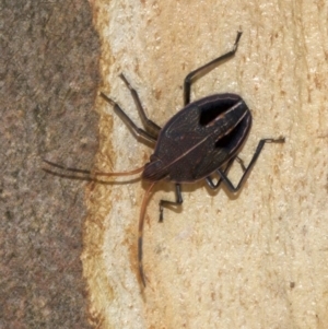 Poecilometis sp. (genus) at Acton, ACT - 4 Jun 2018 01:41 PM